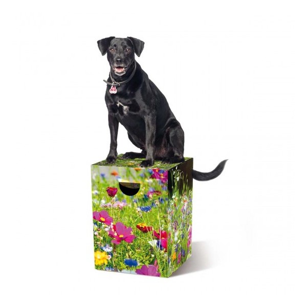 PAPPHOCKER FLOWER MEADOW