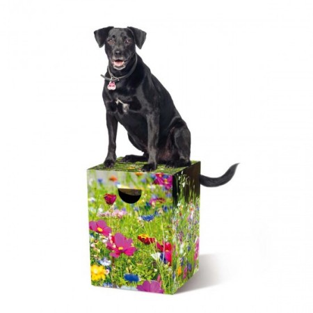 PAPPHOCKER FLOWER MEADOW